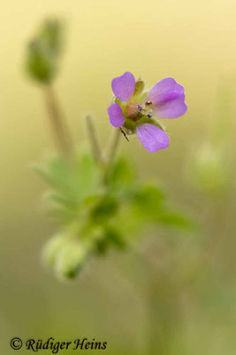 Geranium pusillum (Kleiner Storchschnabel), 20.6.2025