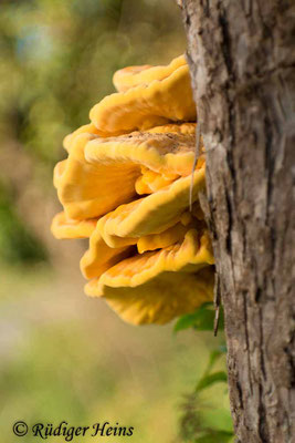 Laetiporus sulphureus (Gemeiner Schwefelporling), 23.8.2017