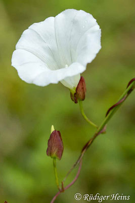 Echte Zaunwinde (Calystegia sepium), 29.7.2023 - Makroobjektiv 100mm f/2.8