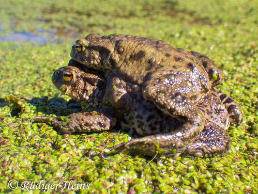 Bufo bufo (Erdkröte) Männchen, 3.4.2025