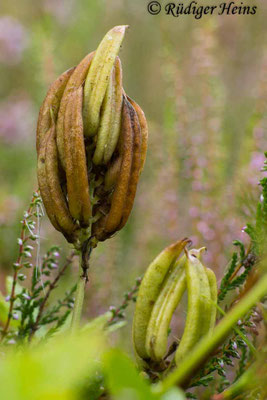 Astragalus glycyphyllos (Bärenschote)