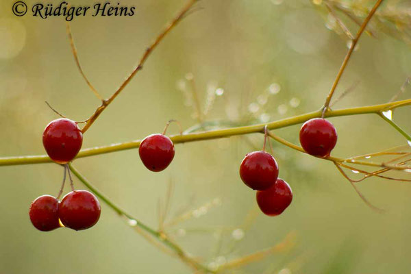 Asparagus officinalis (Weißer Spargel), 8.10.2018