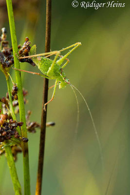 Leptophyes punctatissima (Punktierte Zartschrecke) Weibchen, 11.8.2020