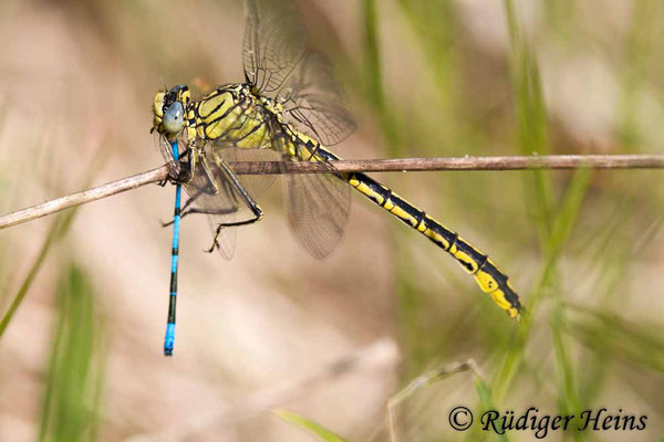 Gomphus pulchellus (Westliche Keiljungfer) Männchen, 24.5.2008