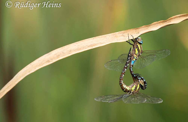 Aeshna mixta, Herbst-Mosaikjungfer, Paarung