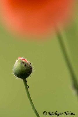 Papaver dubium, Saat-Mohn
