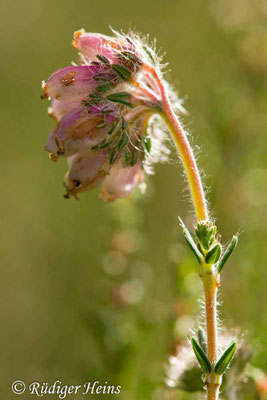 Erica tetralix, Glocken-Heide