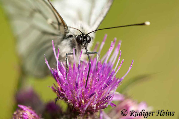 Aporia crataegi (Baum-Weißling), 13.6.2010