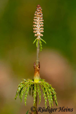 Equisetum sylvaticum (Wald-Schachtelhalm), 22.4.2007