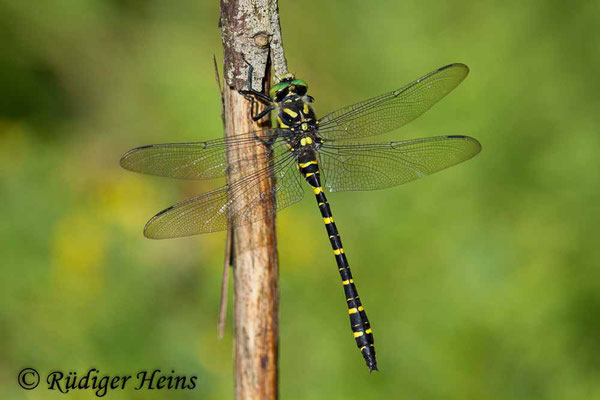 Cordulegaster boltonii (Zweigestreifte Quelljungfer) Männchen, 1.8.2017