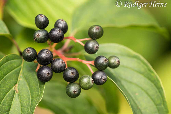 Cornus sanguinea (Roter Hartriegel), 11.8.2021
