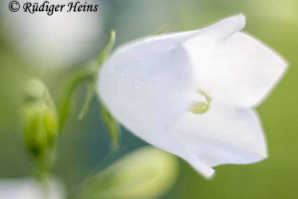 Campanula persicifolia (Pfirsichblättrige Glockenblume), 12.6.2025