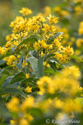 Lysimachia vulgaris (Gewöhnlicher Gilbweiderich), 29.7.2022