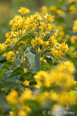 Lysimachia vulgaris (Gewöhnlicher Gilbweiderich)
