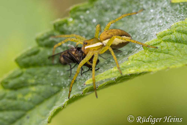 Dolomedes fimbriatus (Gerandete Jagdspinne)