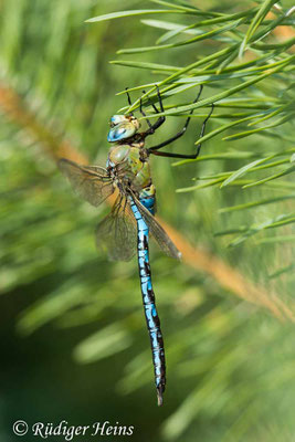 Anax imperator, Große Königslibelle, Männchen