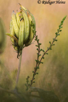 Astragalus glycyphyllos (Bärenschote)