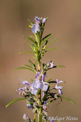 Rosmarinus officinalis (Rosmarin), 19.10.2010