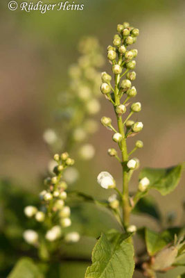 Prunus padus (Gewöhnliche Traubenkirsche), 26.4.2020