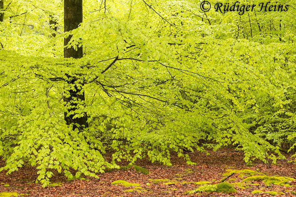 Fagus sylvatica (Rotbuche), 16.5.2021