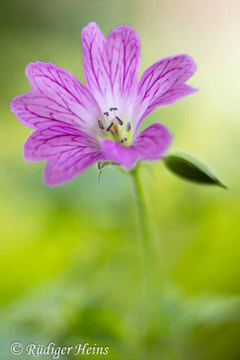 Geranium endressii (Basken-Storchschnabel), 14.6.2024