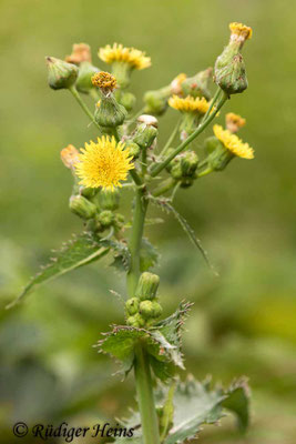 Sonchus asper (Raue Gänsedistel)