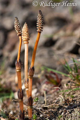 Equisetum arvense (Acker-Schachtelhalm), 22.4.2007