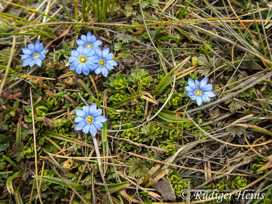 Gentiana sedifolia, 14.2.2020