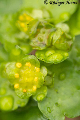 Chrysosplenium oppositifolium (Gegenblättriges Milzkraut), 21.3.2023