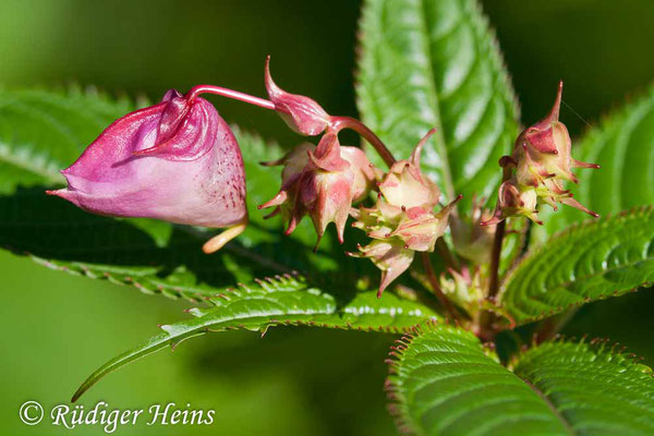 Impatiens glandulifera (Drüsiges Springkraut), 30.6.2007