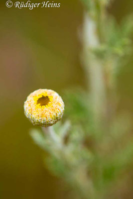 Anthemis tinctoria (Färberkamille)