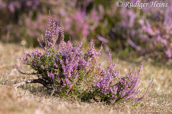 Calluna vulgaris, Besenheide