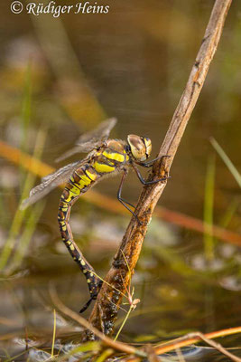 Aeshna mixta, Herbst-Mosaikjungfer, Eiablage