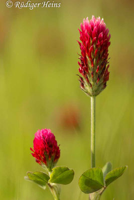 Trifolium incarnatum (Inkarnat-Klee)
