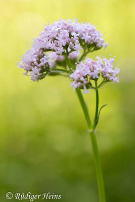 Valeriana officinalis, Echter Baldrian