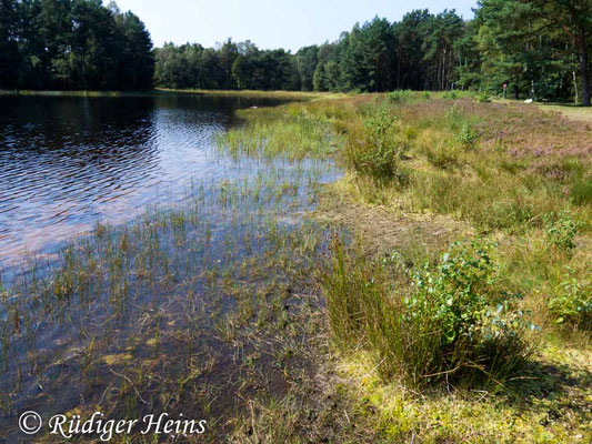 Anax imperator (Große Königslibelle) Habitat, 29.8.2017