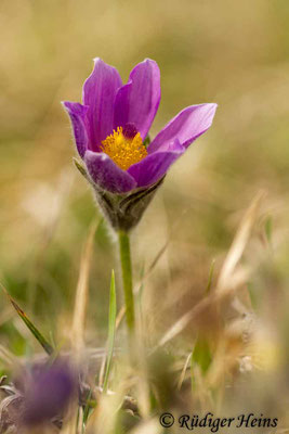 Pulsatilla vulgaris (Gewöhnliche Küchenschelle), 16.4.2015