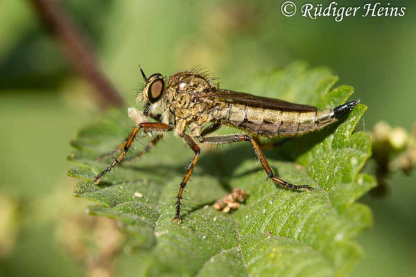 Tolmerus cingulatus (Burschen-Raubfliege) Weibchen, 7.8.2020
