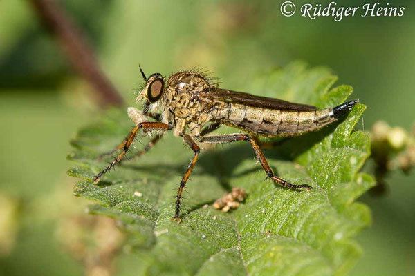 Tolmerus cingulatus (Burschen-Raubfliege) Weibchen