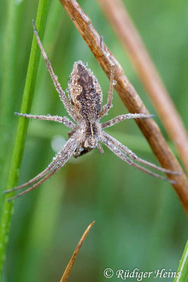 Pisaura mirabilis (Listspinne)