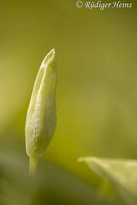 Allium ursinum (Bärlauch), 28.4.2023