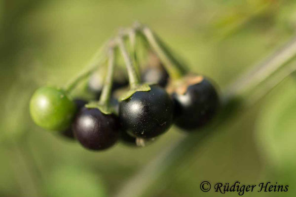 Solanum nigrum (Schwarzer Nachtschatten), 8.10.2018