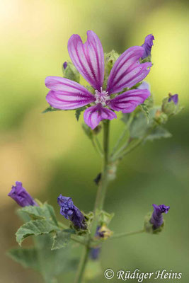 Malva sylvestris (Wilde Malve), 14.5.2024