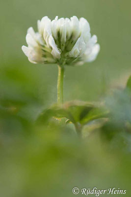 Trifolium repens (Weißklee), 19.6.2021