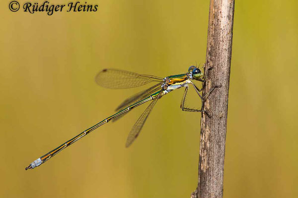 Lestes virens (Kleine Binsenjungfer) Männchen, 22.8.2023