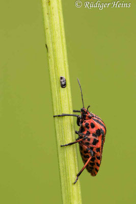 Graphosoma lineatum (Streifenwanze)