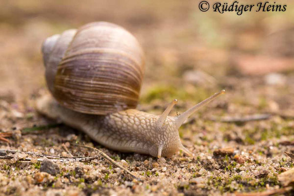Helix pomatia (Weinbergschnecke), 20.9.2017