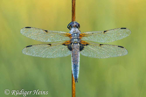 Libellula quadrimaculata, Vierfleck, Weibchen