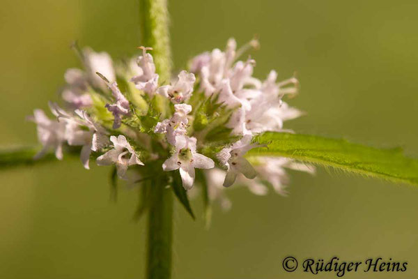 Mentha arvensis (Acker-Minze), 14.8.2020