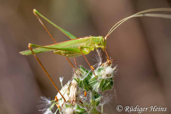 Tylopsis liliifolia (Lilienblatt-Sichelschrecke) Männchen